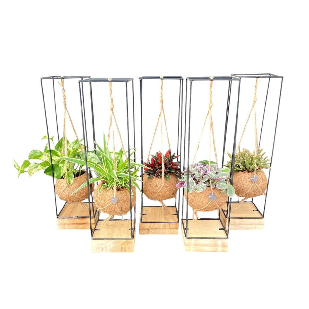 Foliage houseplants mix 25cm 15cm Pot