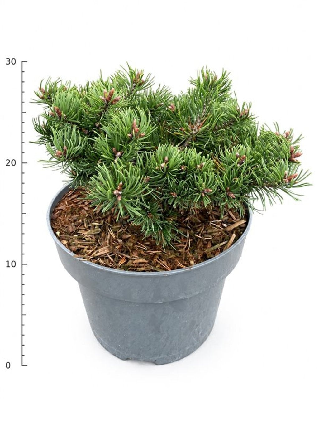 Pinus hybrid 30cm 23cm Pot