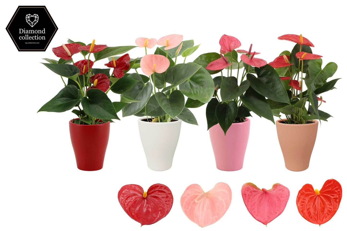 Anthurium mix 25cm 9cm Pot