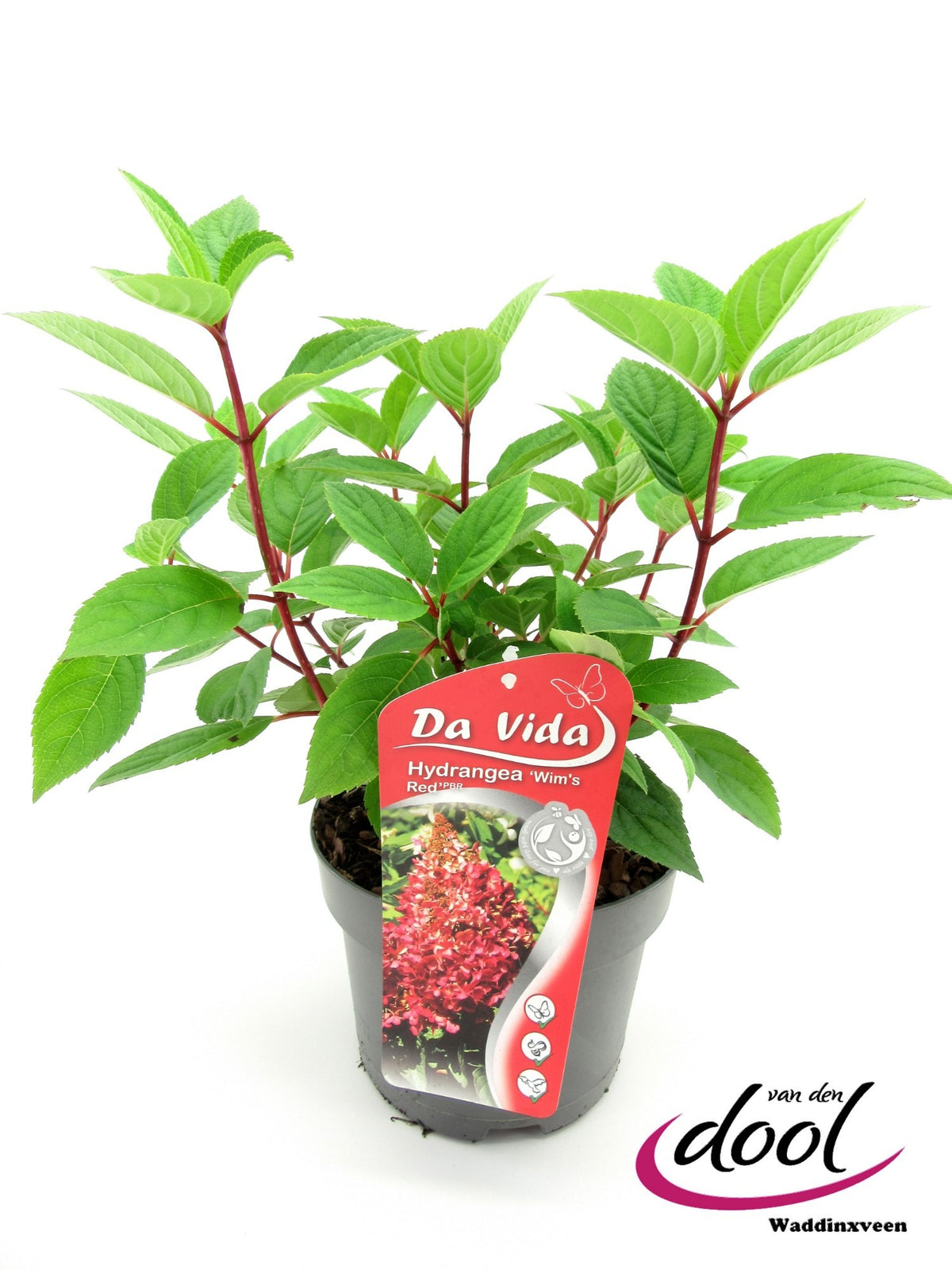 Hydrangea paniculata 40cm 19cm Pot