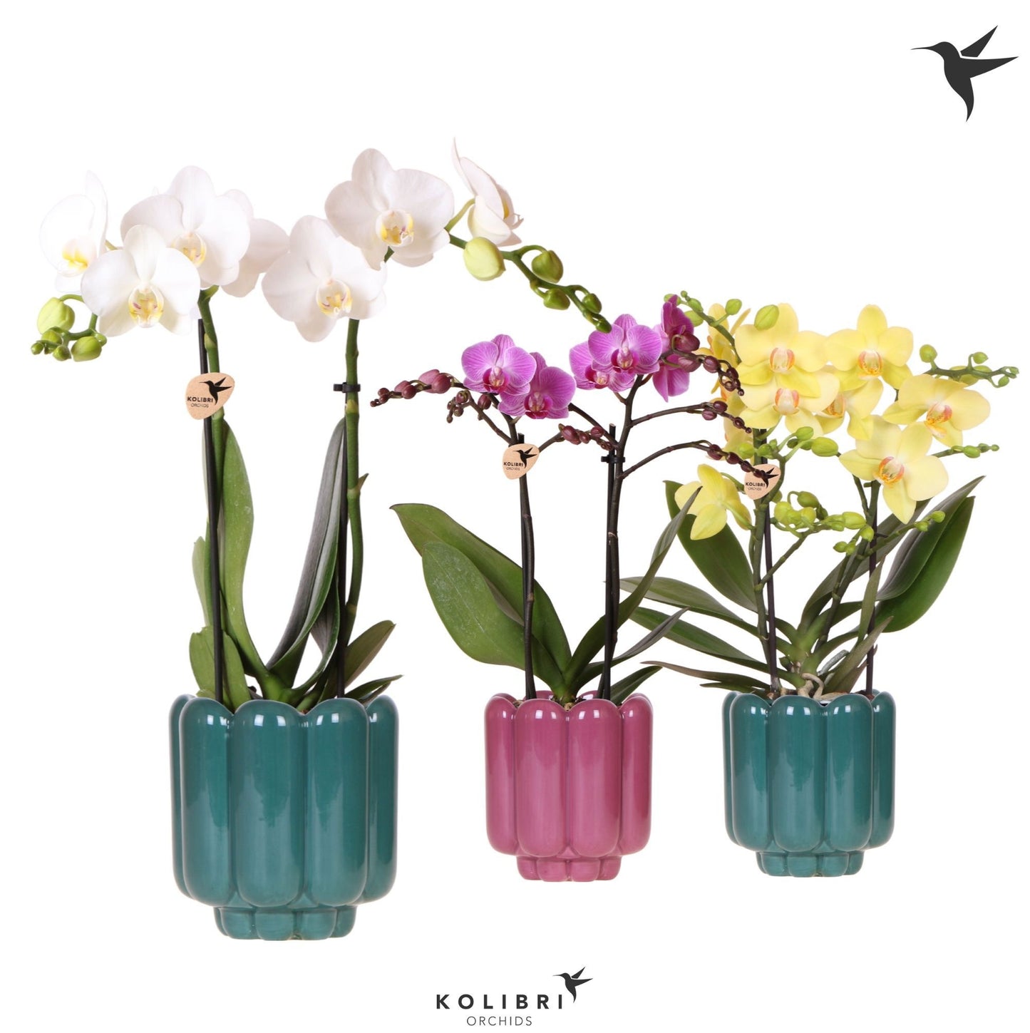 Kolibri Orchids Phalaenopsis mix 2 spike in Retro pot green mix 40cm 9cm Pot