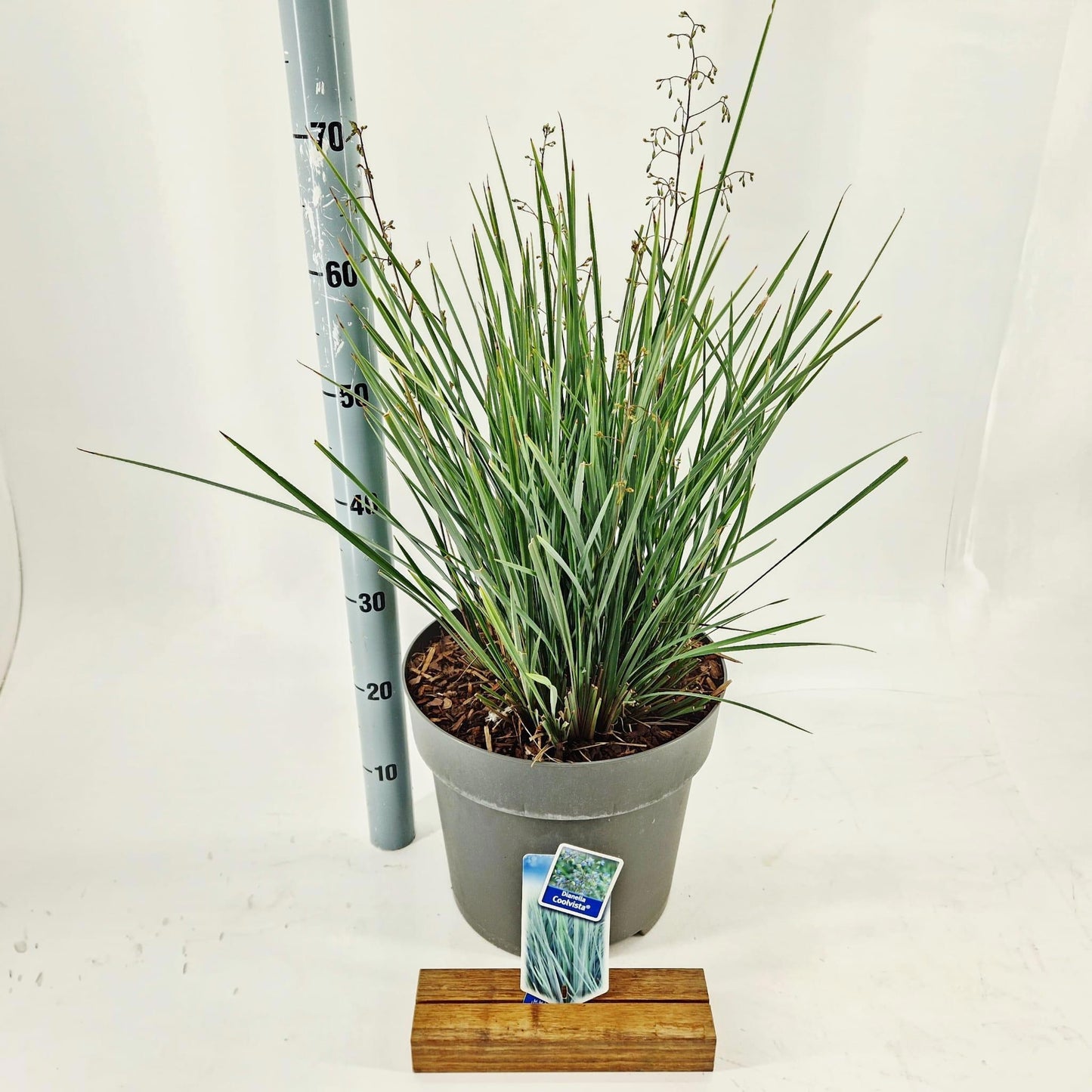 Dianella Revoluta Coolvista 80cm 32cm Pot