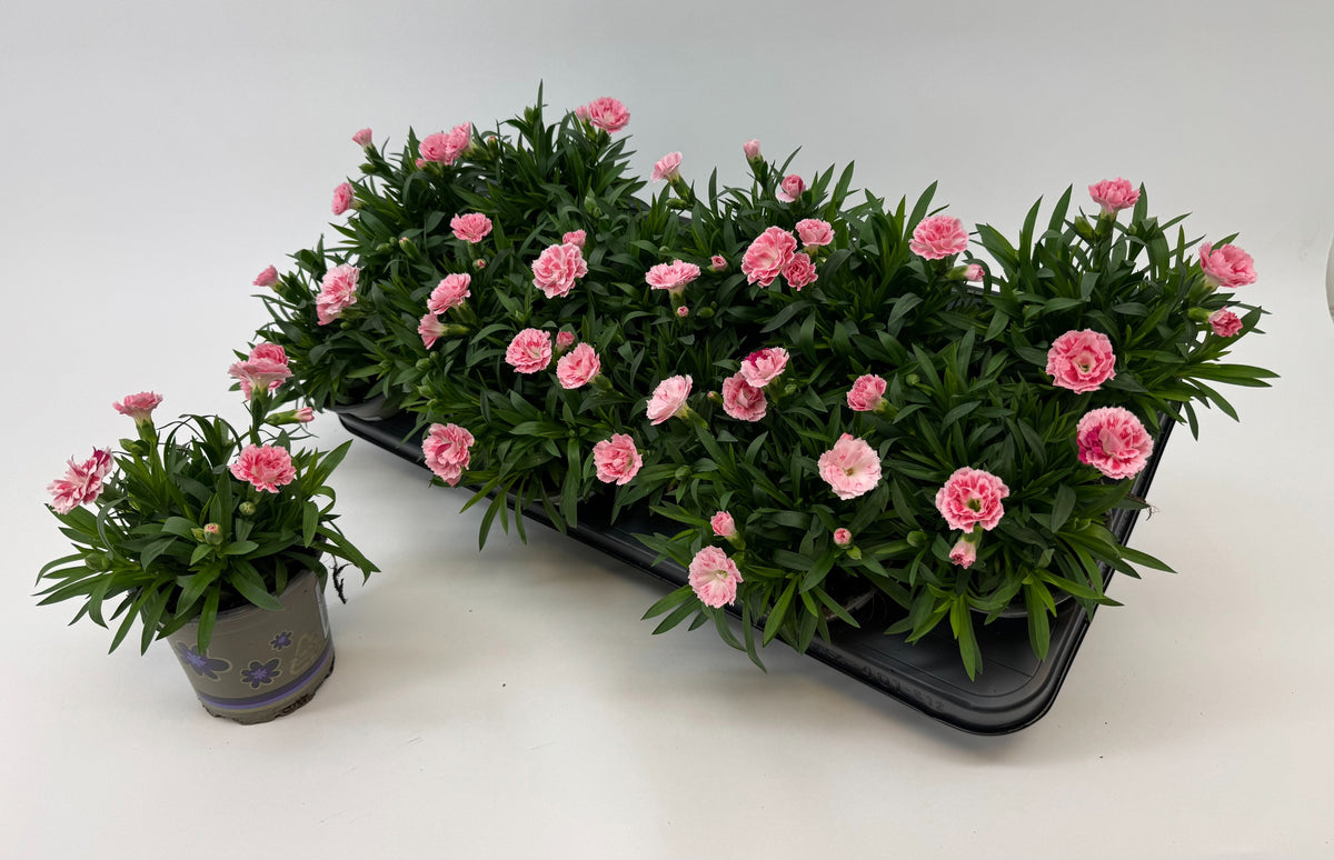 Dianthus Oscar White and Red 22cm 11cm Pot