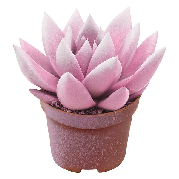 Amigo Plant VOF Echeveria colored bicolor pink/white Pack of 16