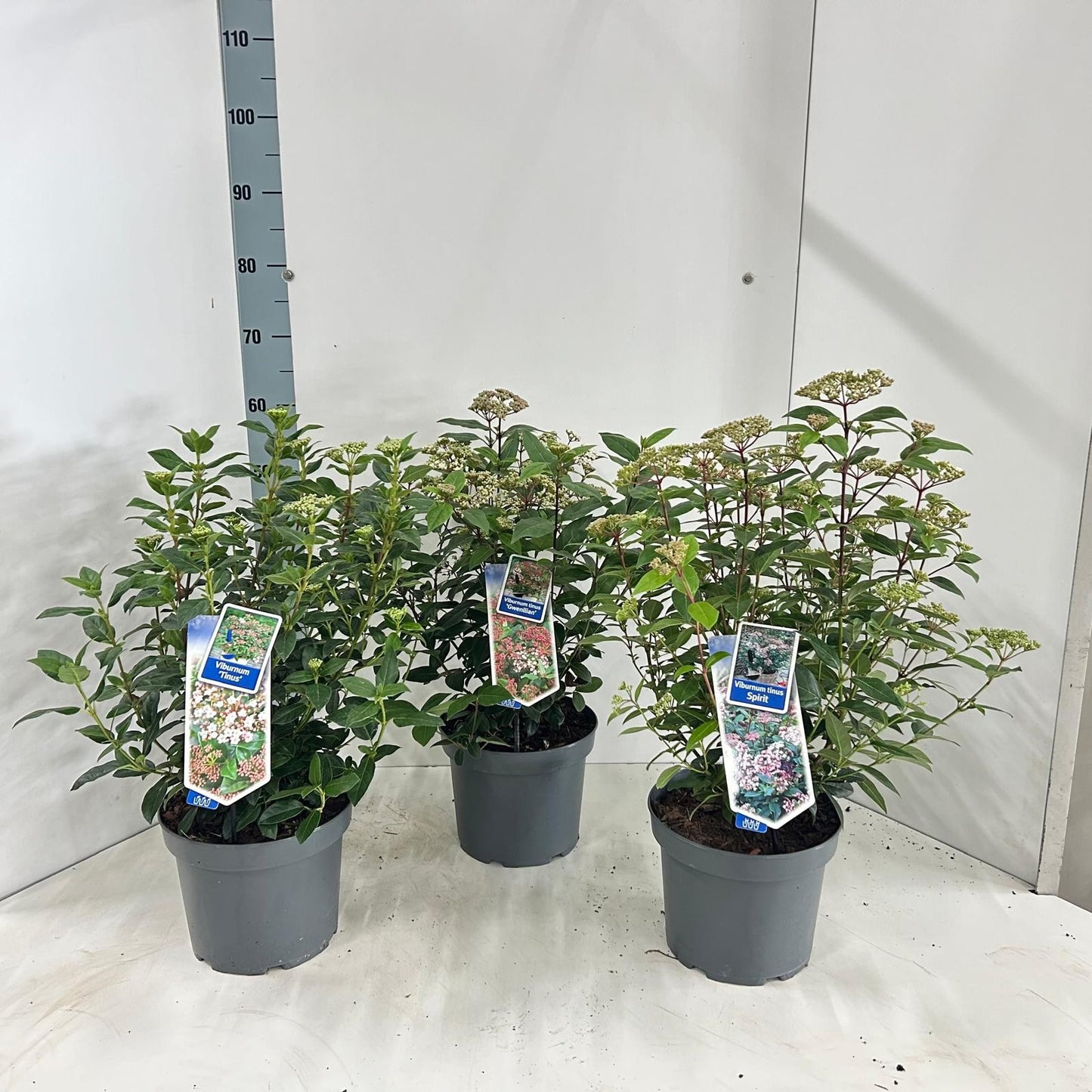 Viburnum tinus mix 50cm 23cm Pot