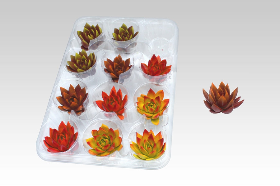 Amigo Plant VOF Echeveria mix Pack of 12