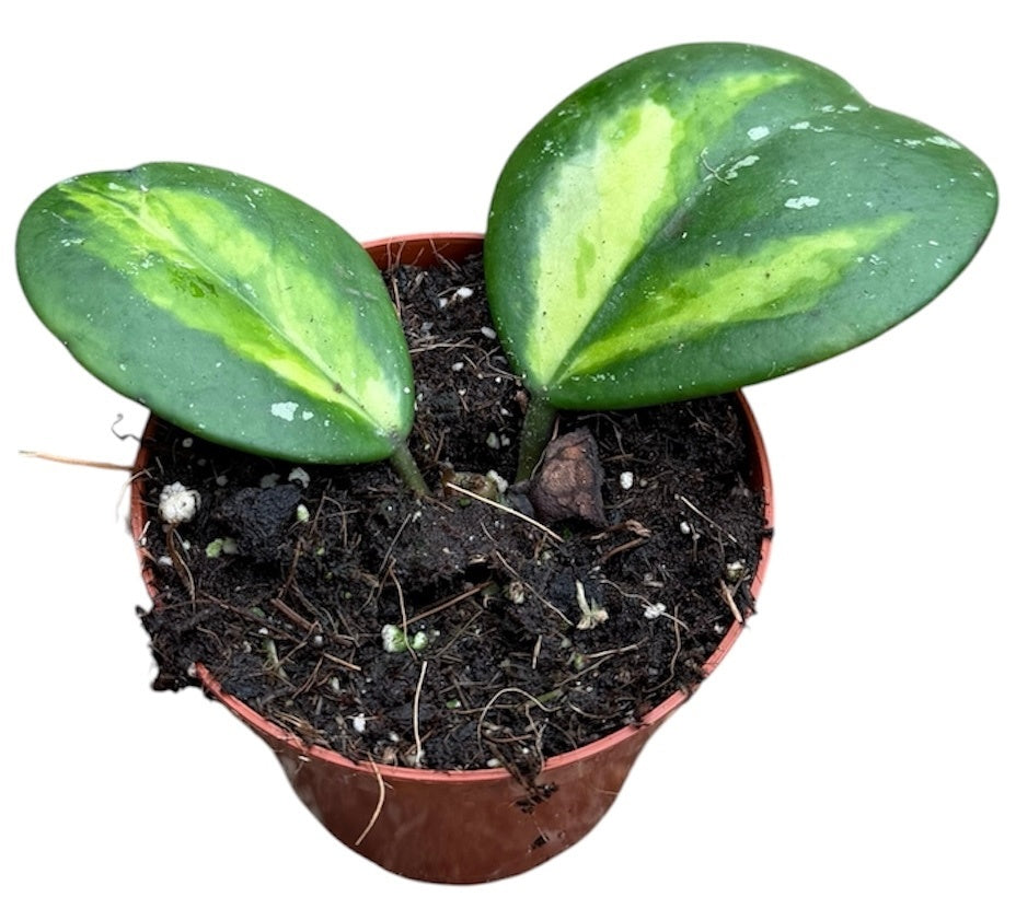 Hoya australis 10cm 8cm Pot