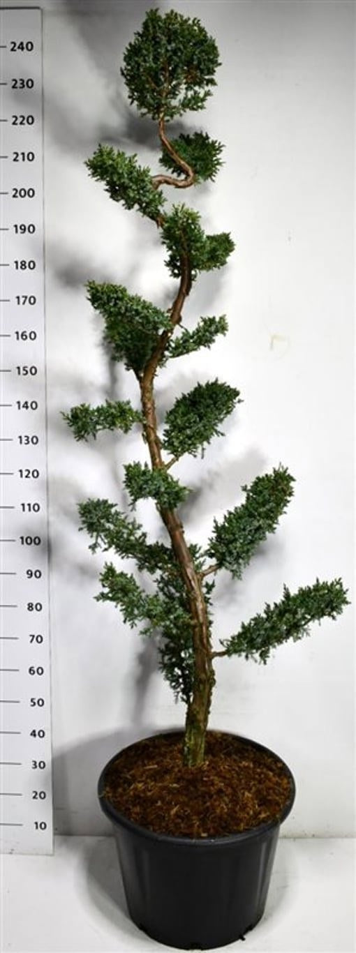 Juniperus Blue Alps 240cm 54cm Pot