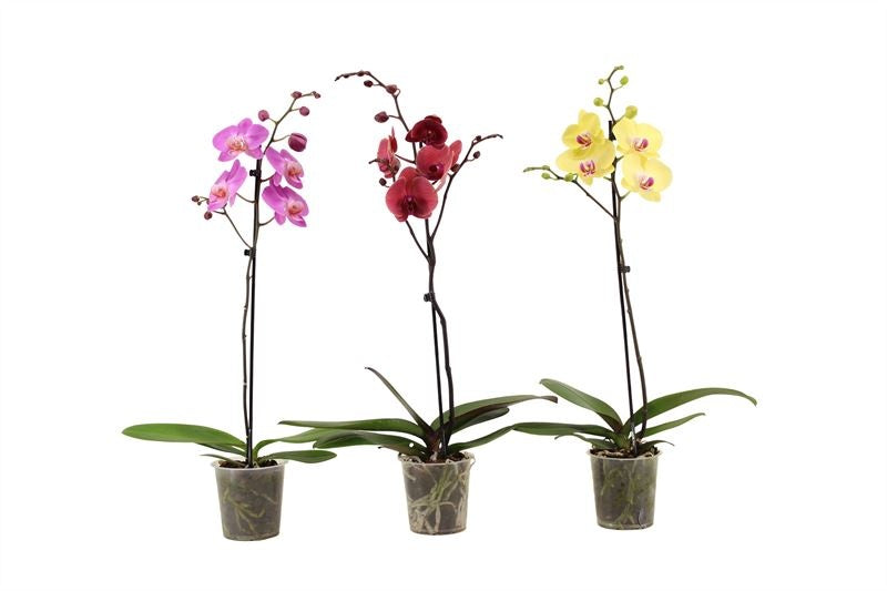 Phalaenopsis mix 60cm 12cm Pot