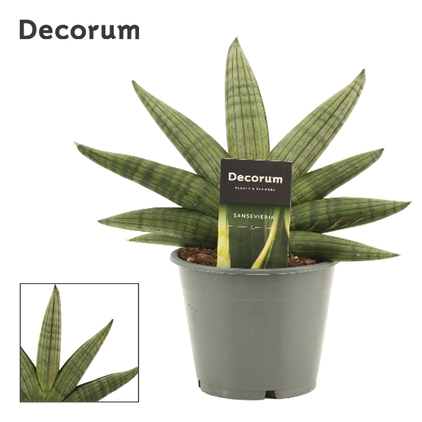 Sansevieria 26cm 12cm Pot