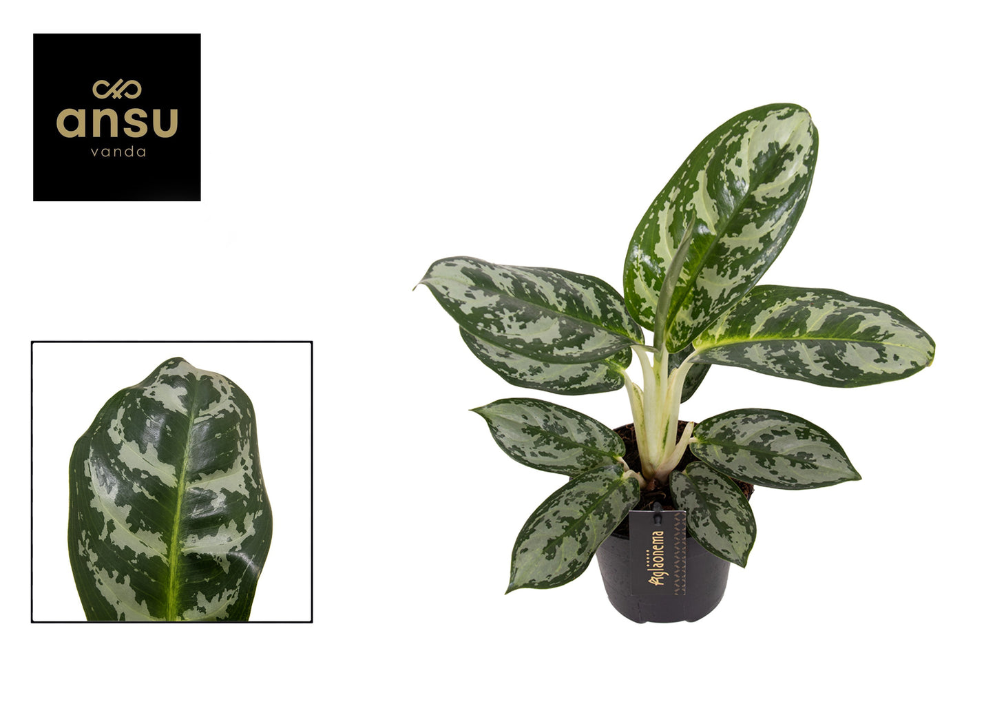 Aglaonema Amazon Silver 30cm 12cm Pot