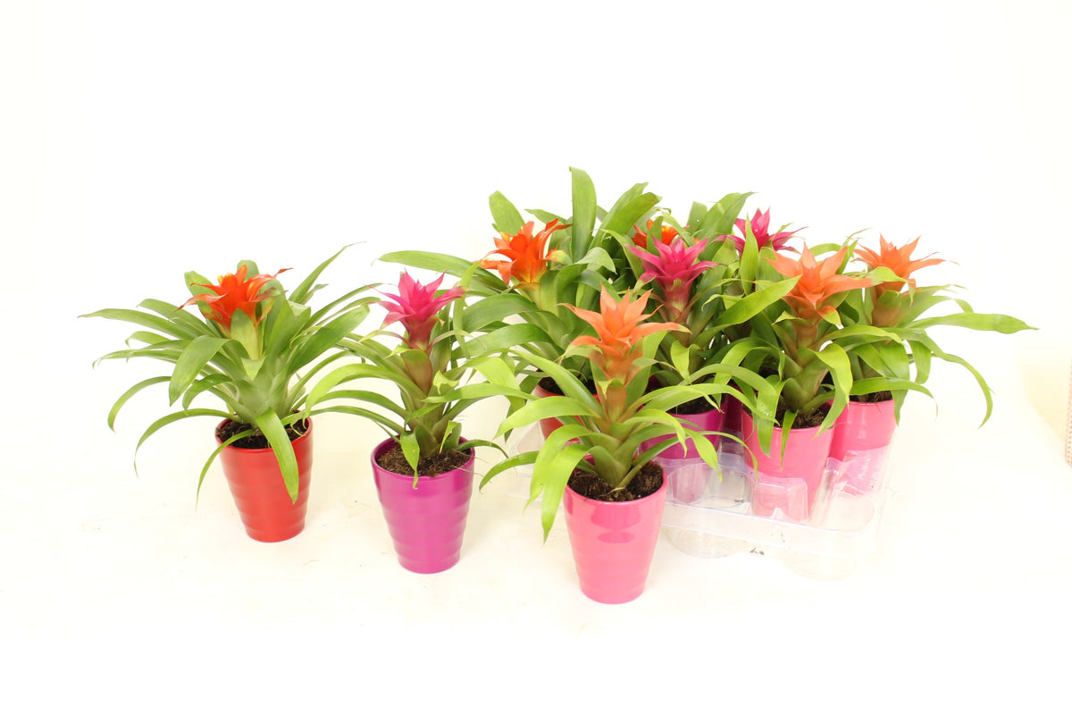 Guzmania mix 25cm 10cm Pot
