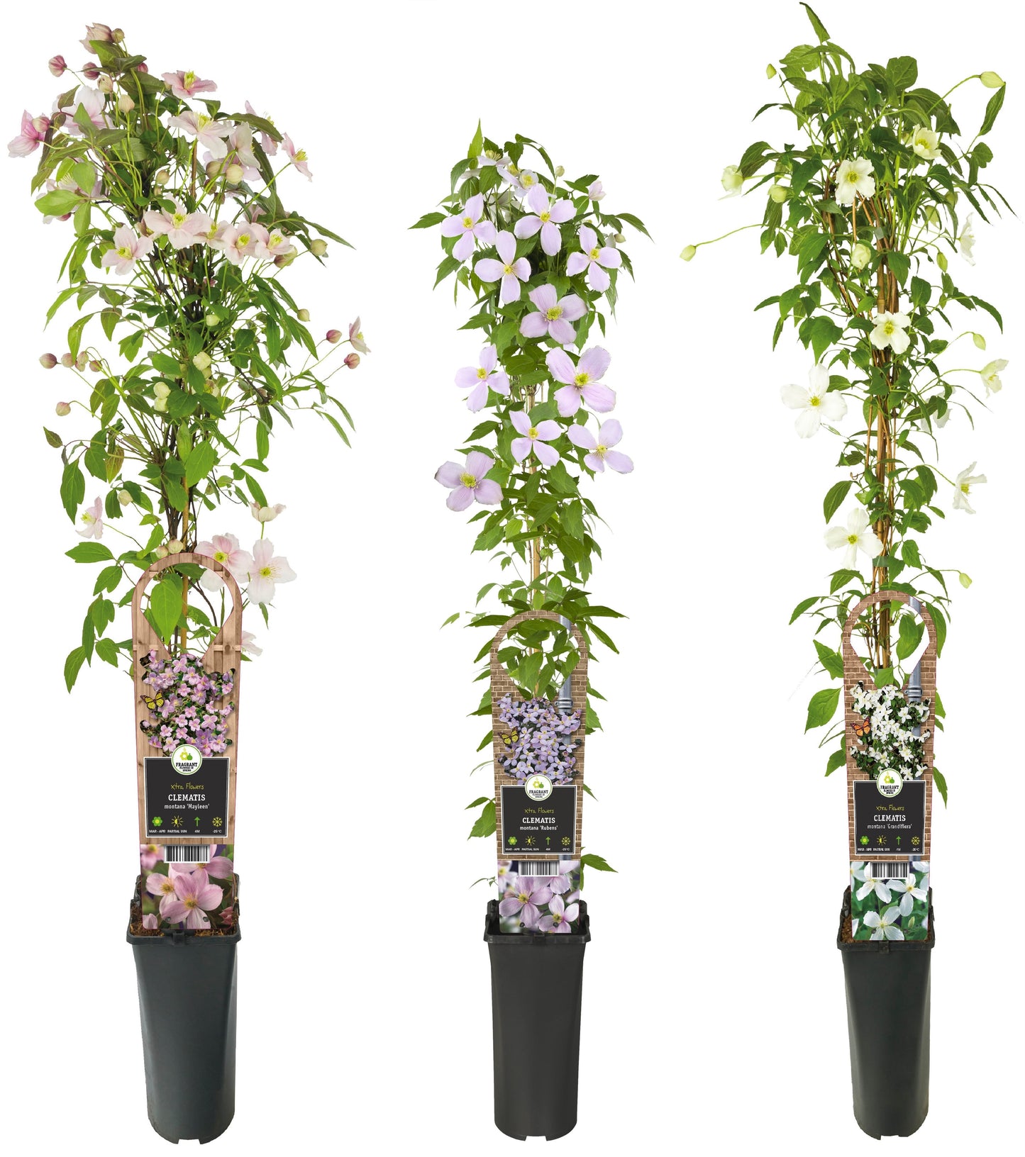 Climbing plants mix 90cm 17cm Pot