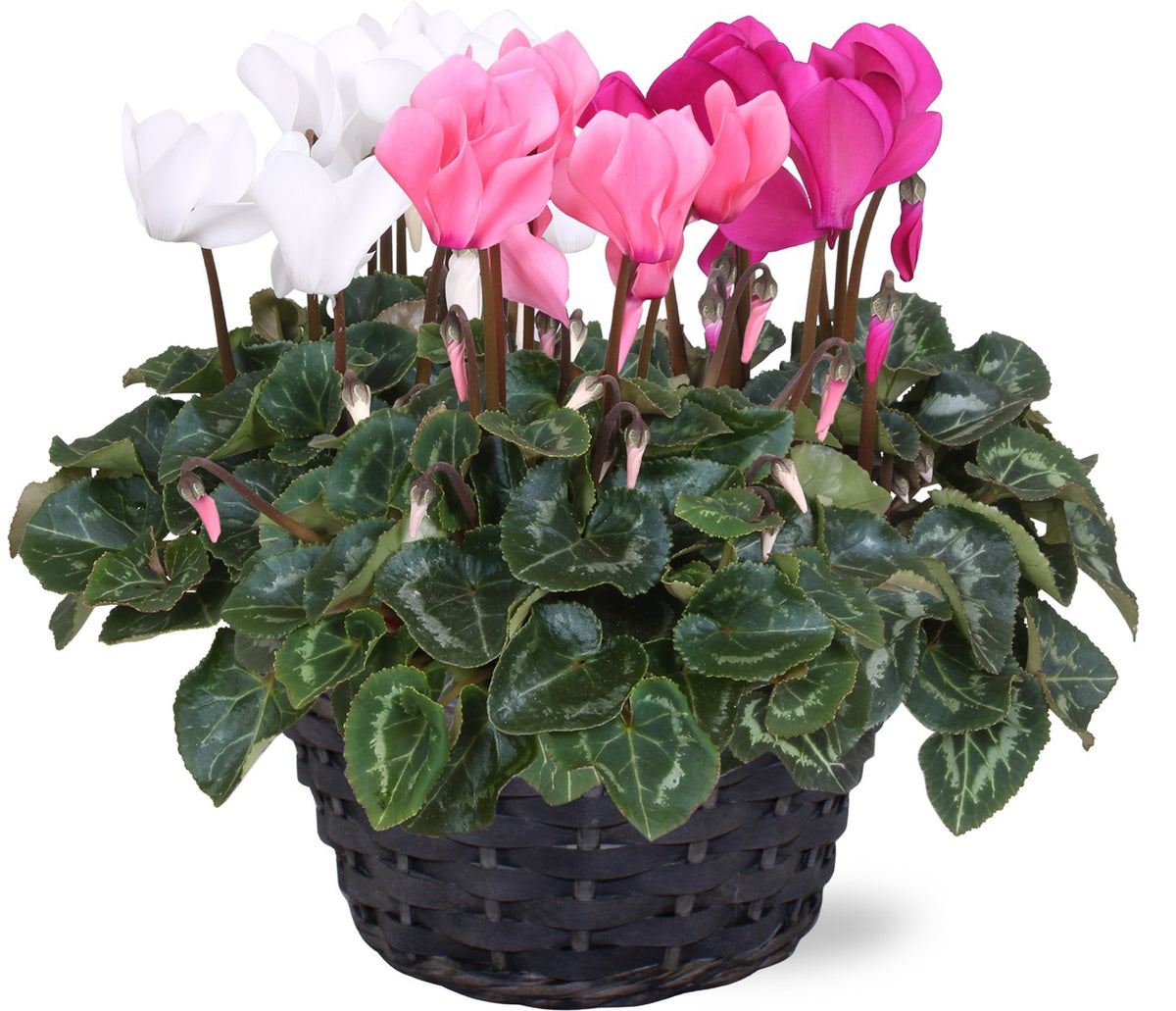 Cyclamen Allure 30cm 23cm Pot