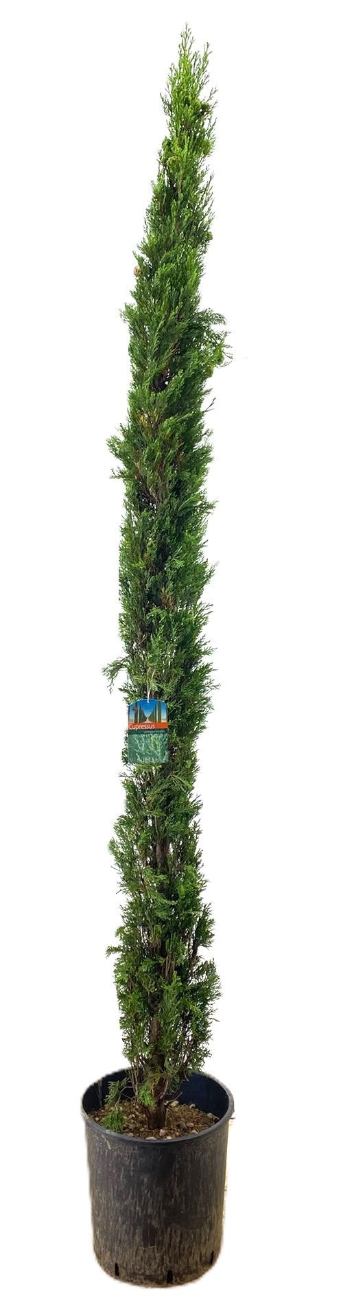 Cupressus semp. Totem 230cm 32cm Pot