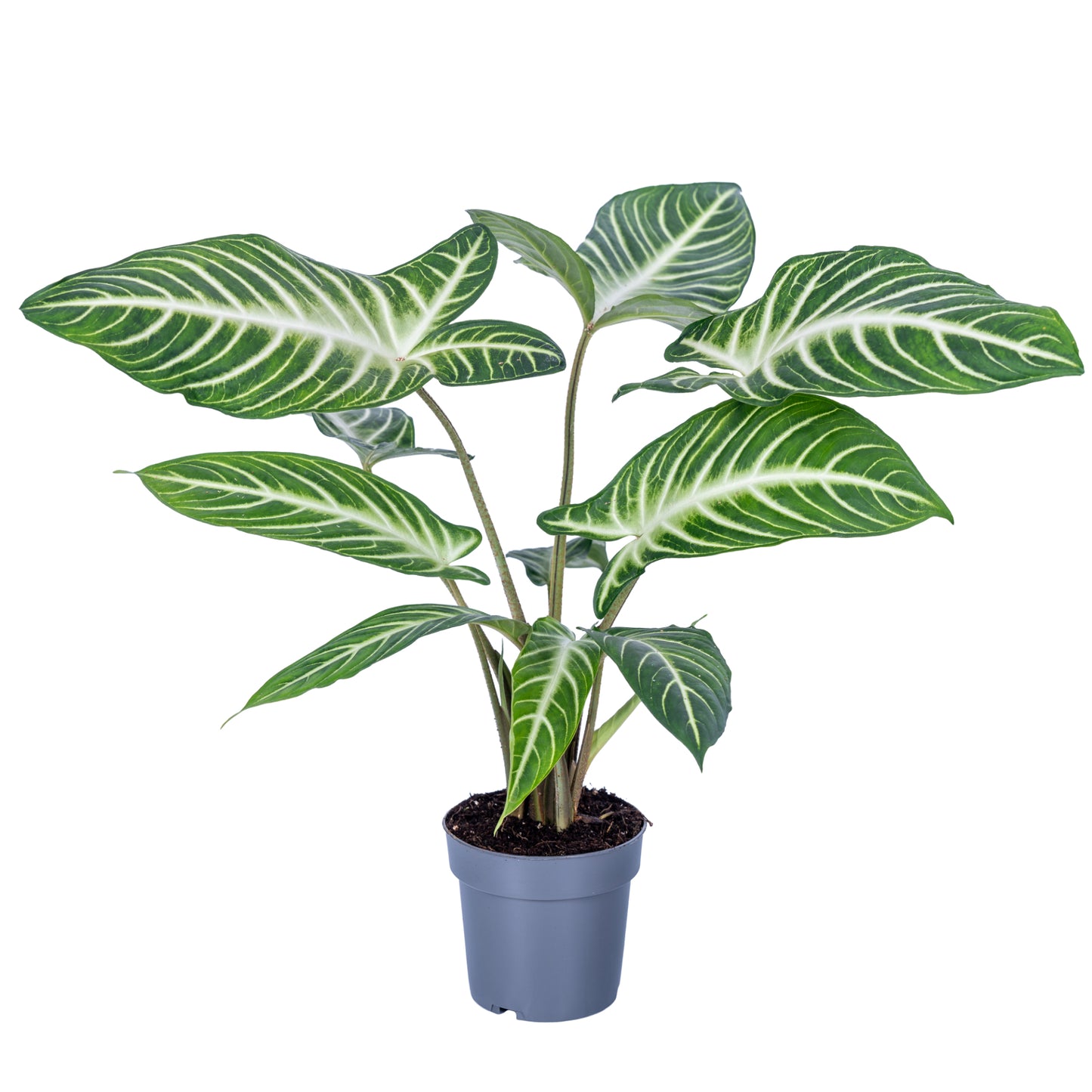 Plants 45cm 14cm Pot