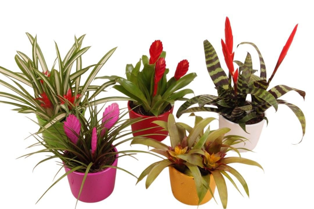 arr. Bromelia 30cm 12cm Pot
