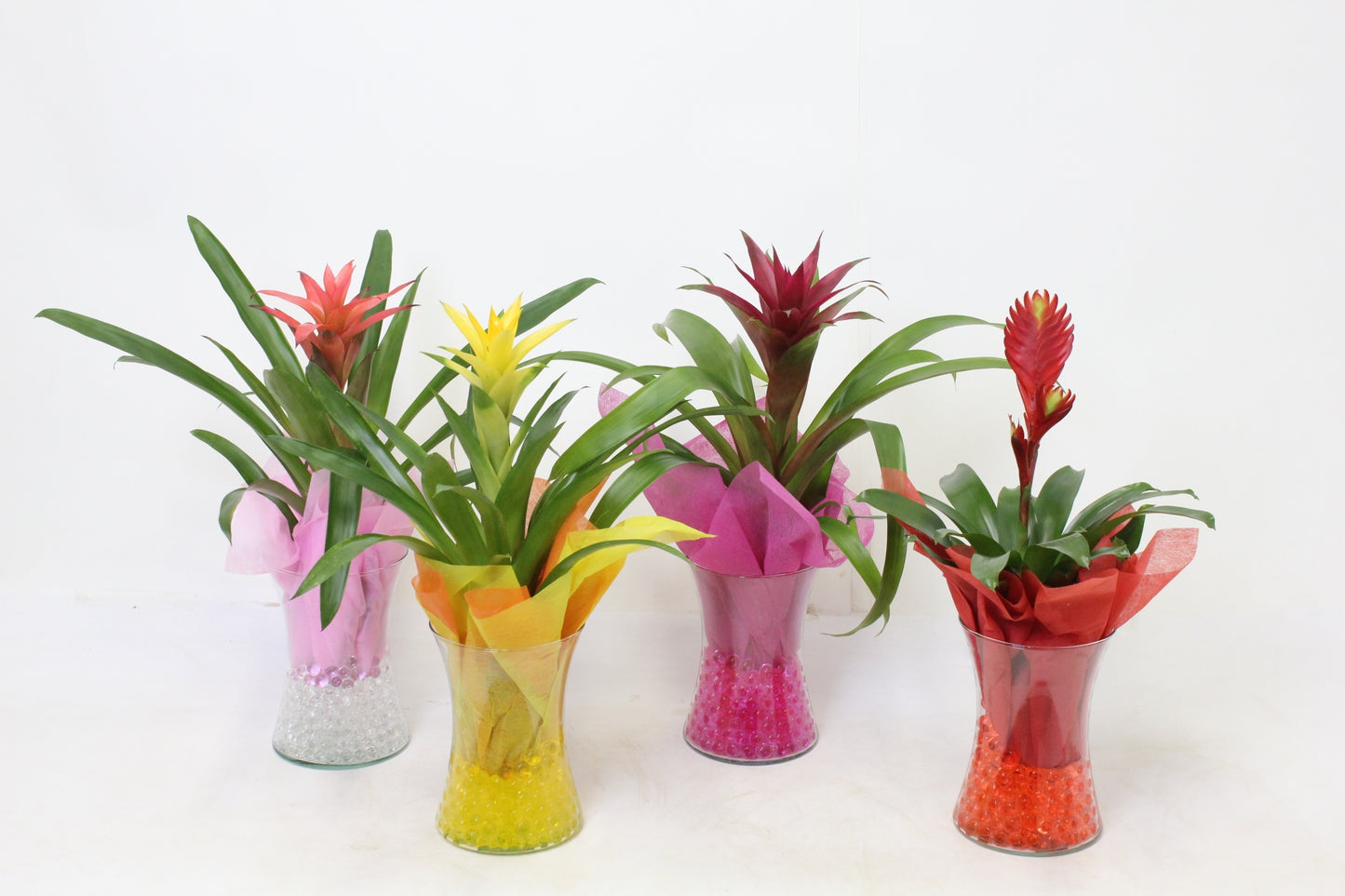 Bromelia mix 50cm 14cm Pot