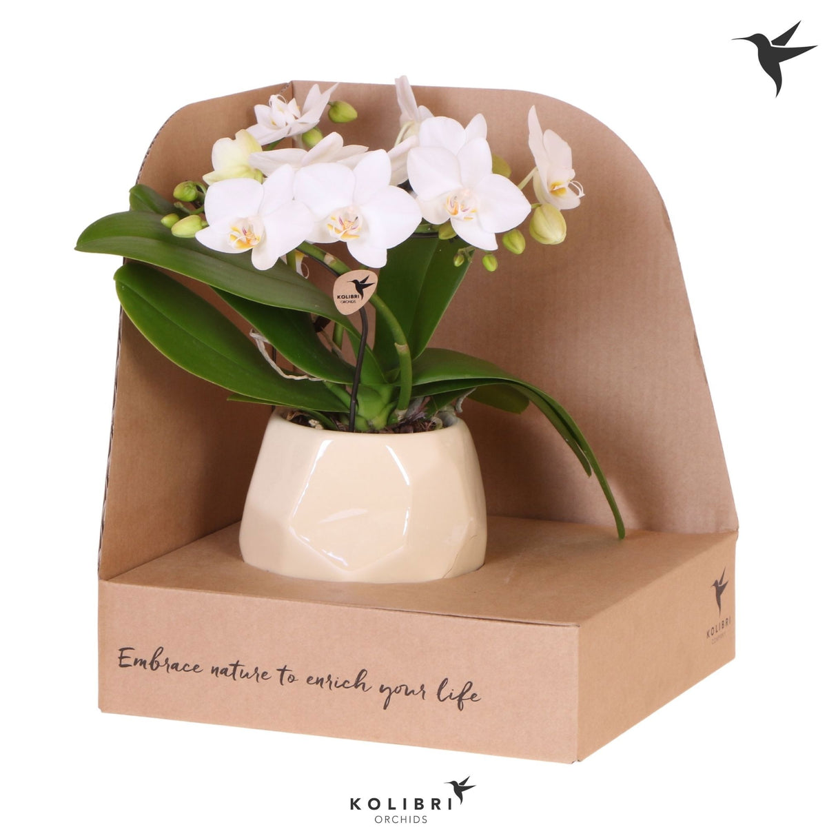 Phalaenopsis multiflora white 30cm 9cm Pot