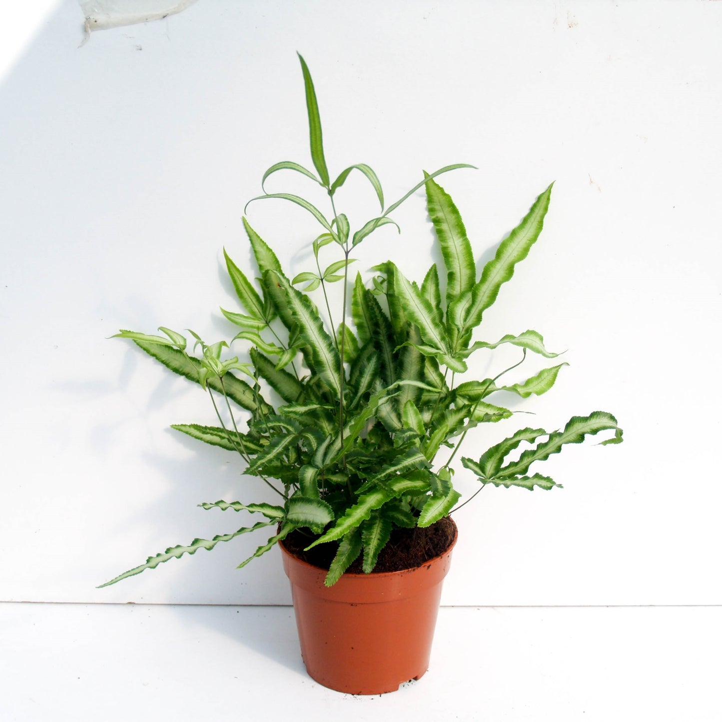Pteris Albolineata 30cm 12cm Pot