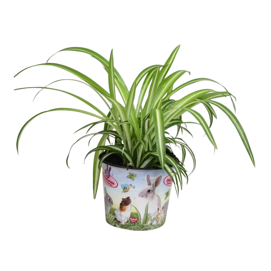 Chlorophytum Variegated 25cm 12cm Pot