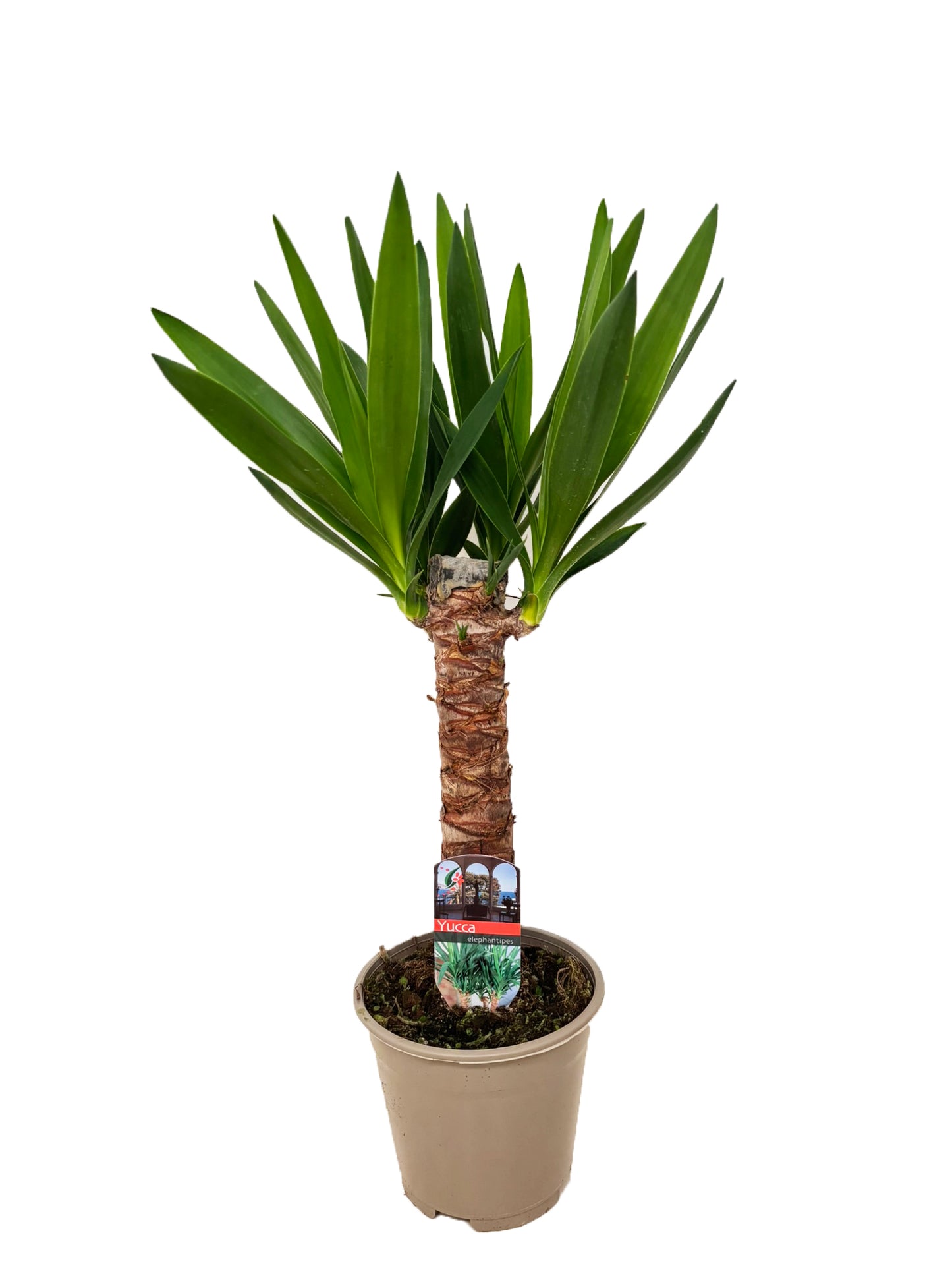 Luiten Kwekerij BV Yucca 30 Pack of 8