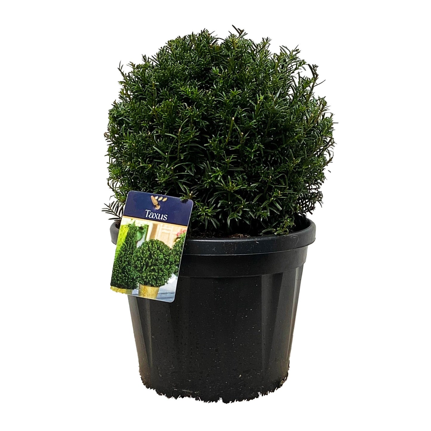 Taxus baccata 45cm 26cm Pot