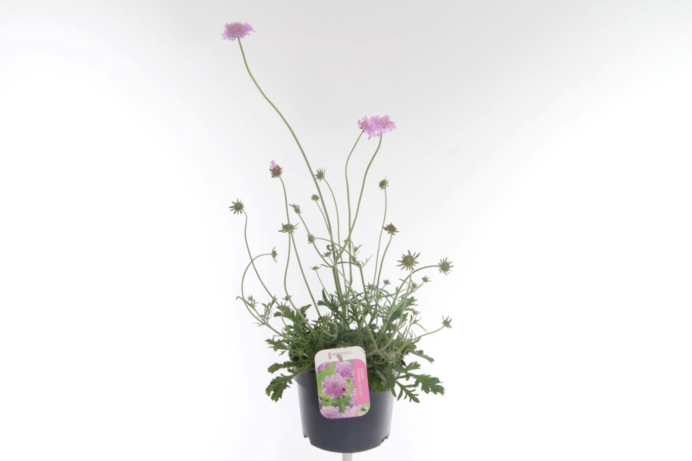 Scabiosa Pink Mist 65cm 17cm Pot