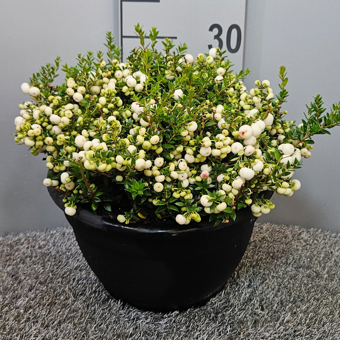 Gaultheria mucr. white 33cm 25cm Pot