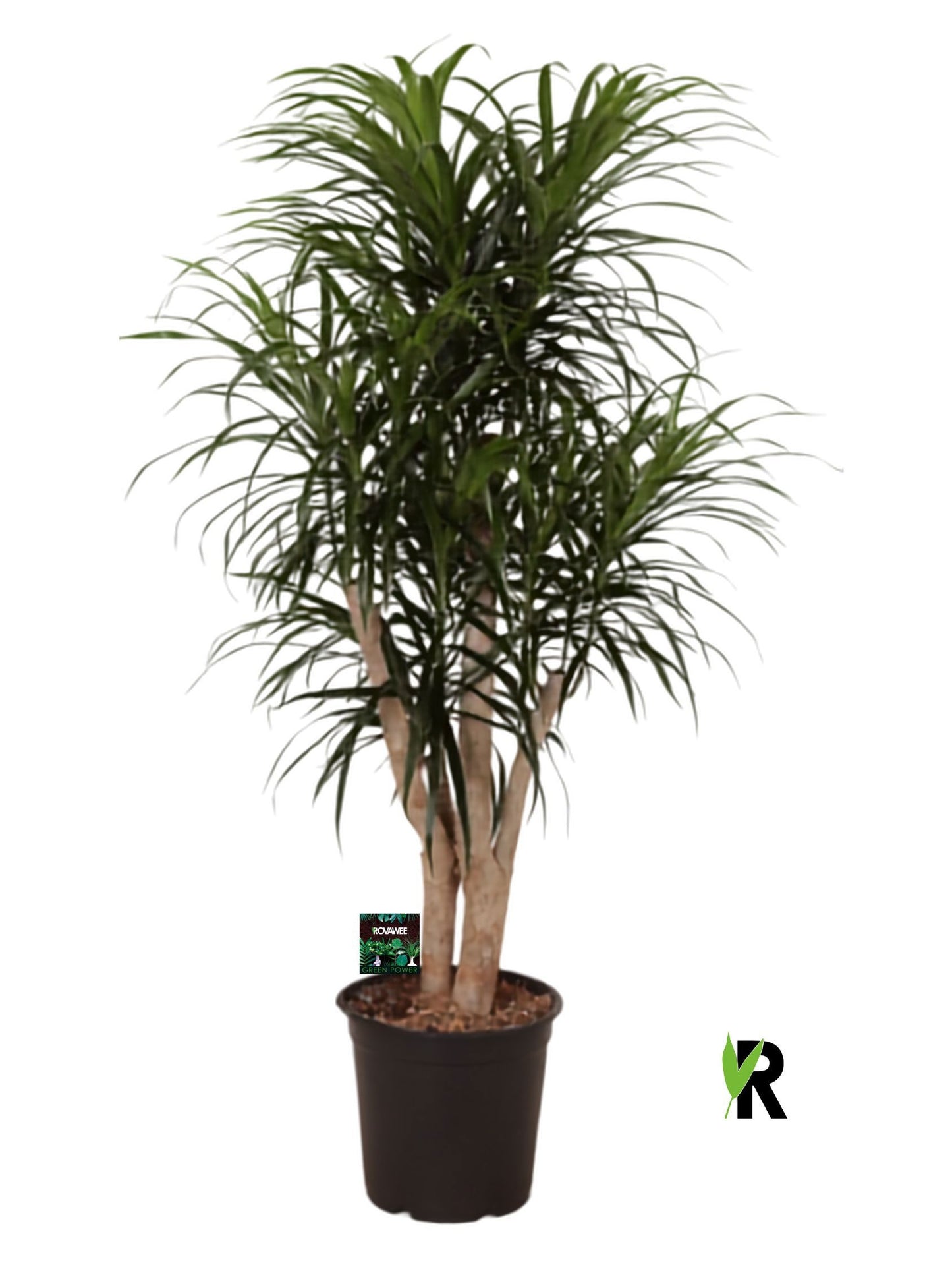 Dracaena ref. Anita 120cm 24cm Pot
