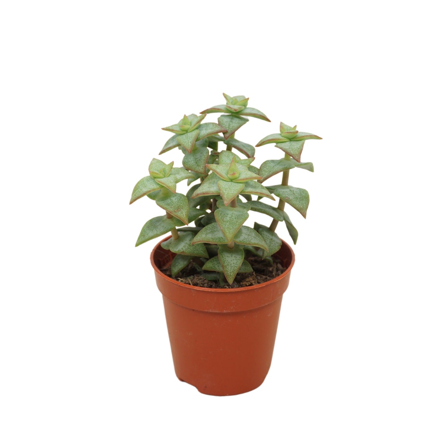 Crassula perforata 8cm 5.5cm Pot