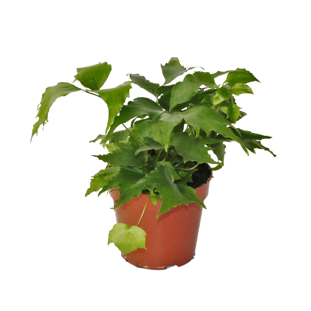 Cyrtomium falcatum 30cm 12cm Pot