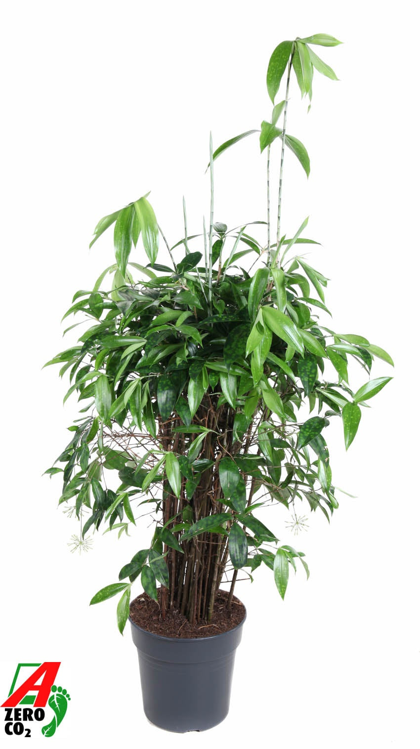 Dracaena surculosa 110cm 27cm Pot