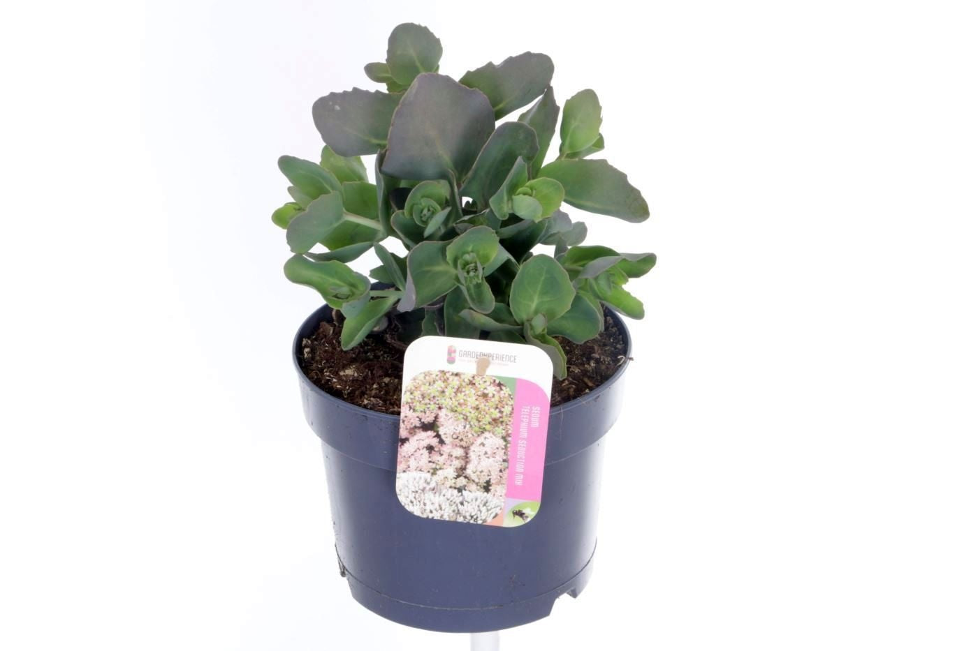 Sedum Pink Seduction 30cm 17cm Pot