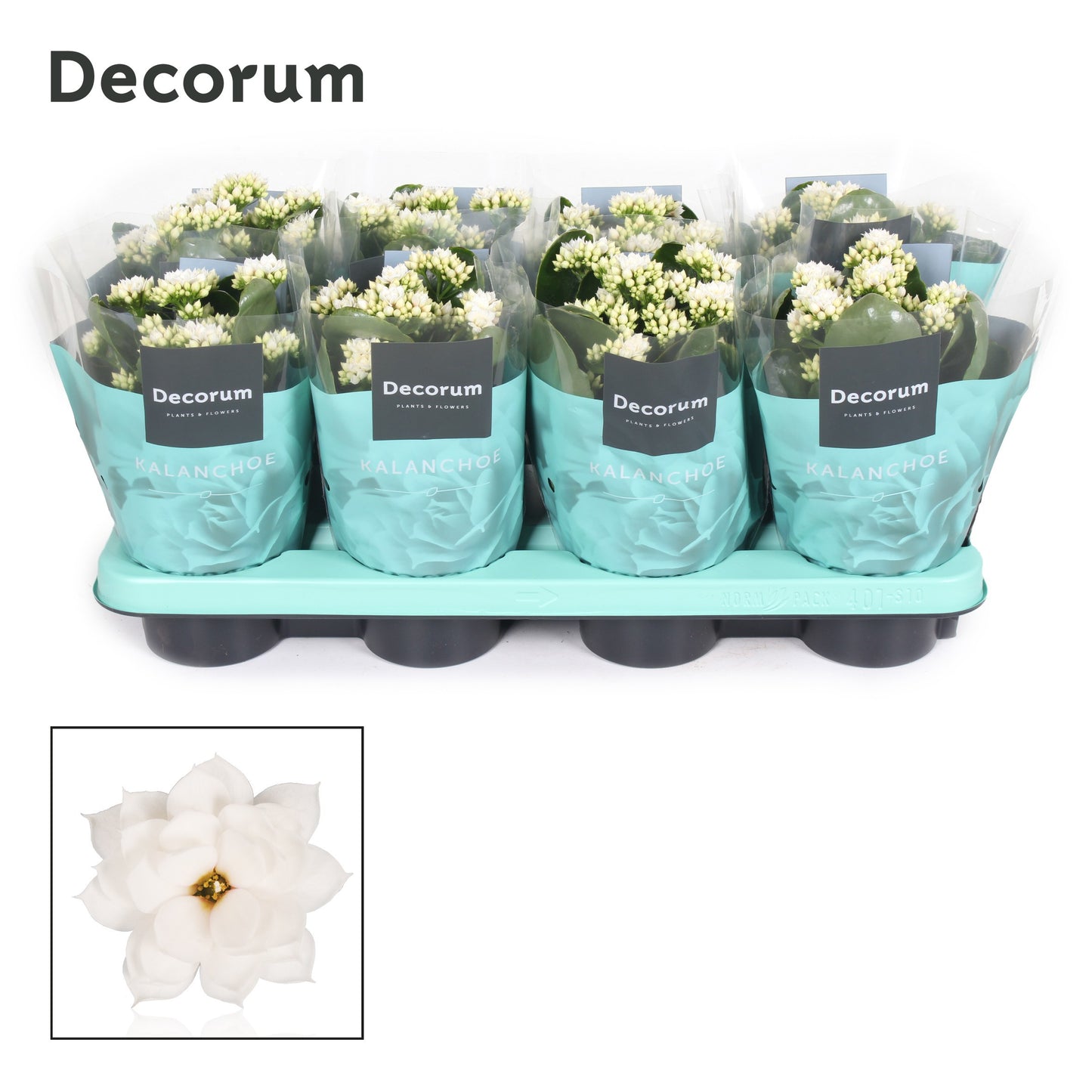 Kalanchoe Serenity Silk 24cm 12cm Pot