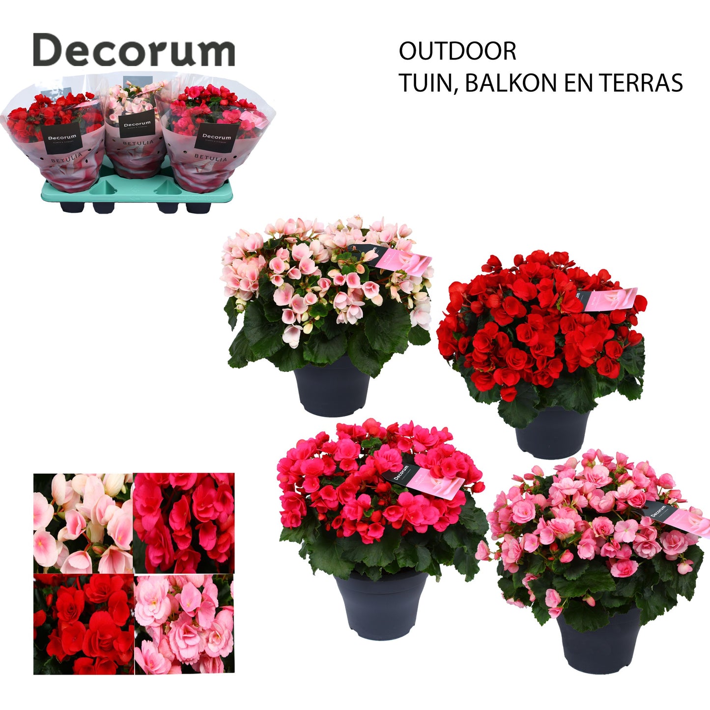 Have BV. J.&.P. ten Begonia Betulia mix outdoor Pack of 3