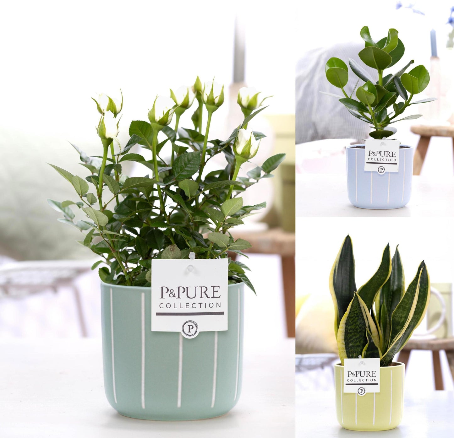 Pure Collection Indoor arrangement Pack of 5