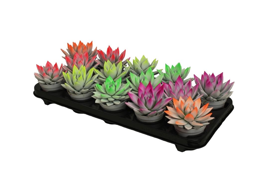 Echeveria colored bicolor neon mix 11cm Special Pot (508)