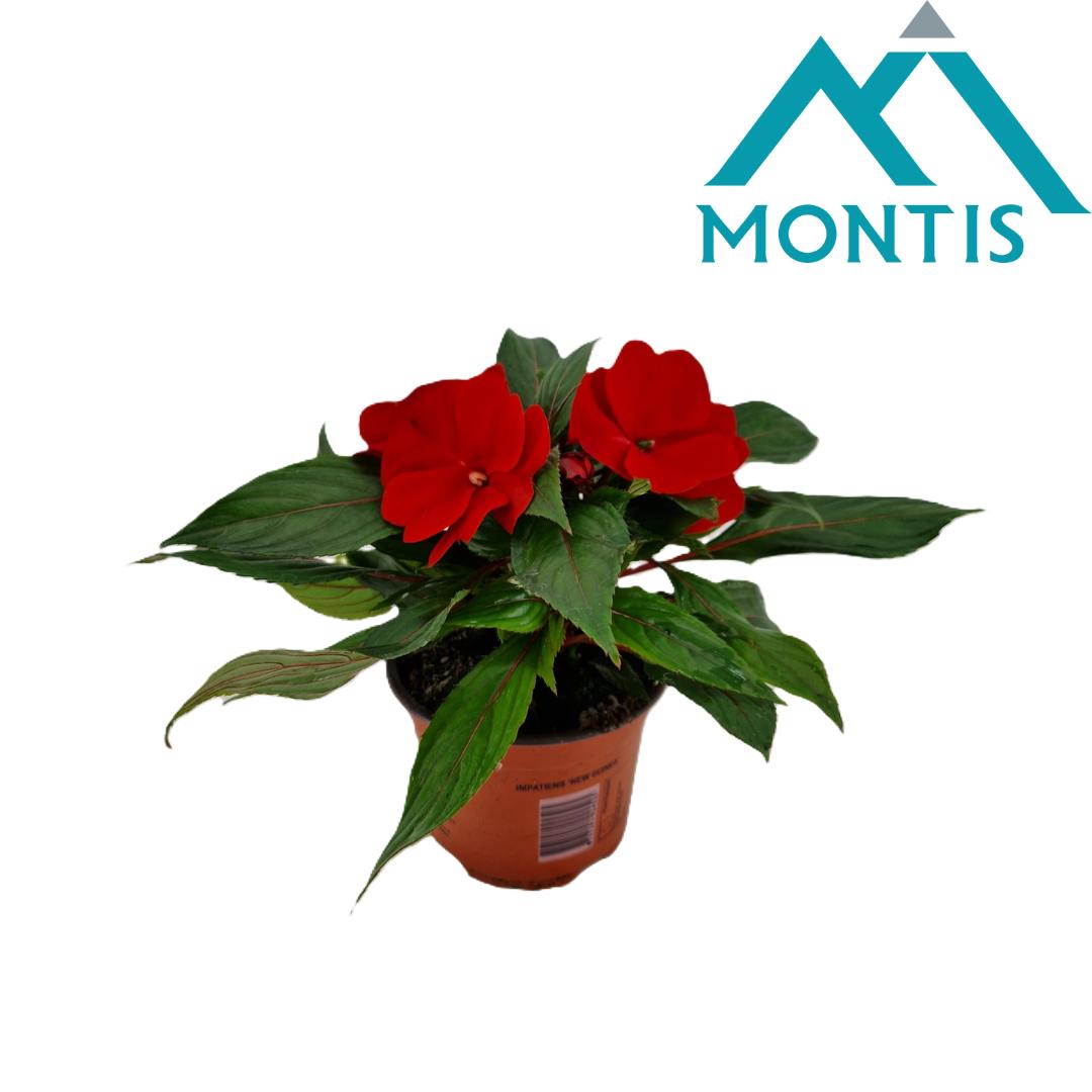 Impatiens New Guinea 25cm 13cm Pot