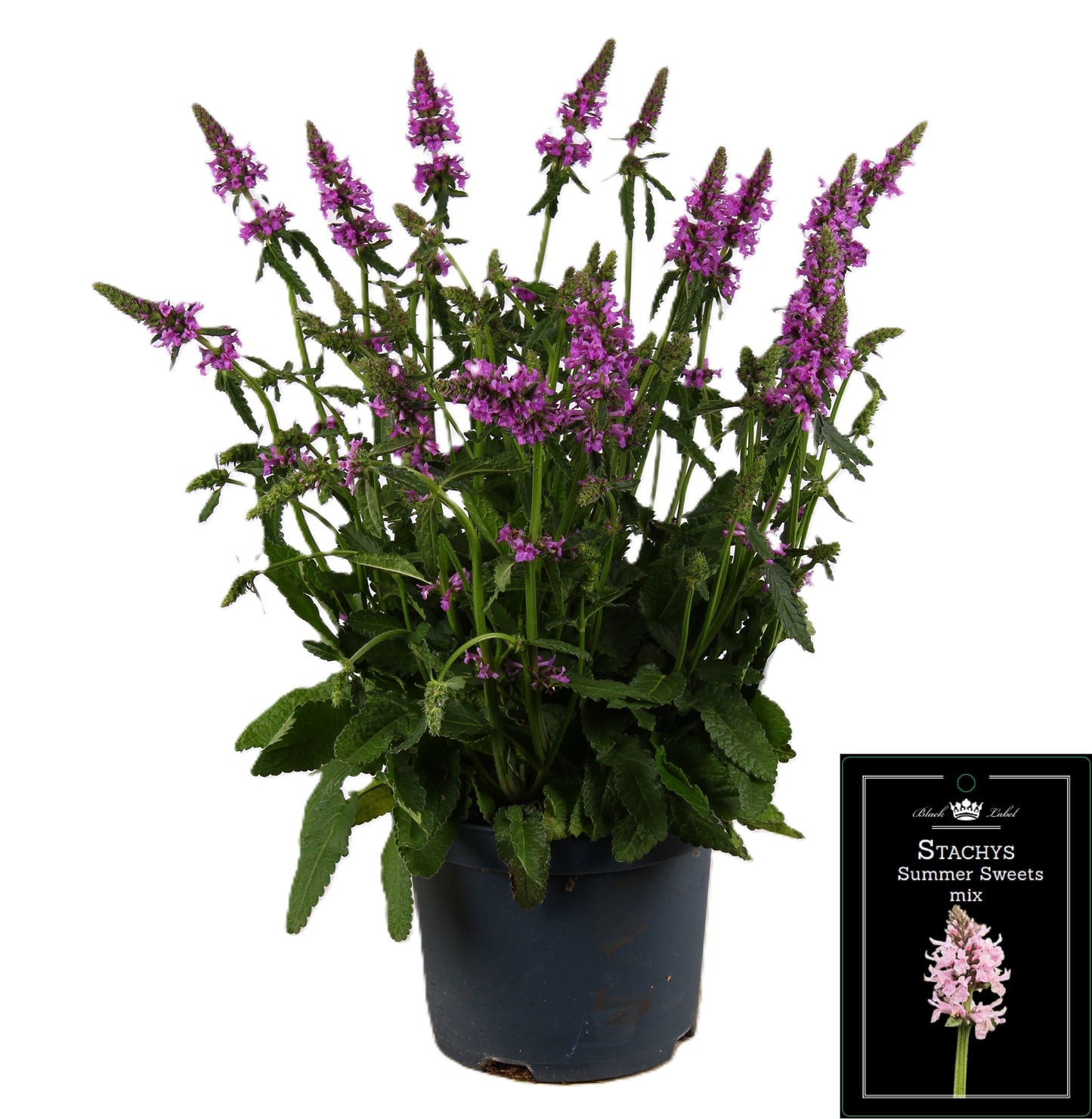Stachys Summer Grapes 55cm 19cm Pot