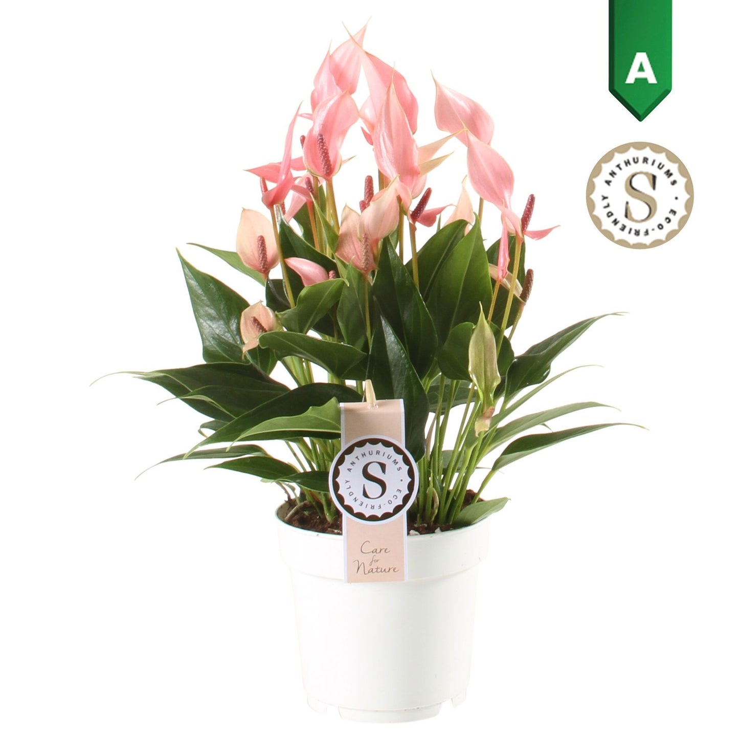 Anthurium Lilli 40cm 14cm Pot