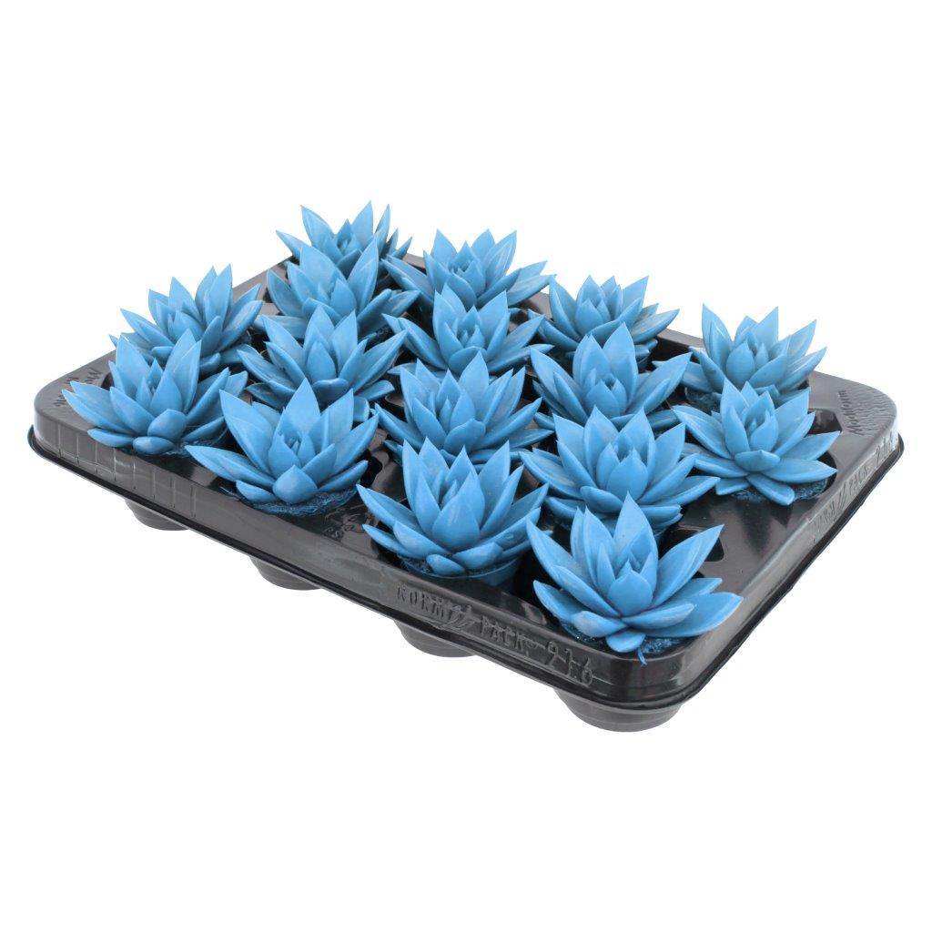 Echeveria colored blue 8cm 6cm Pot