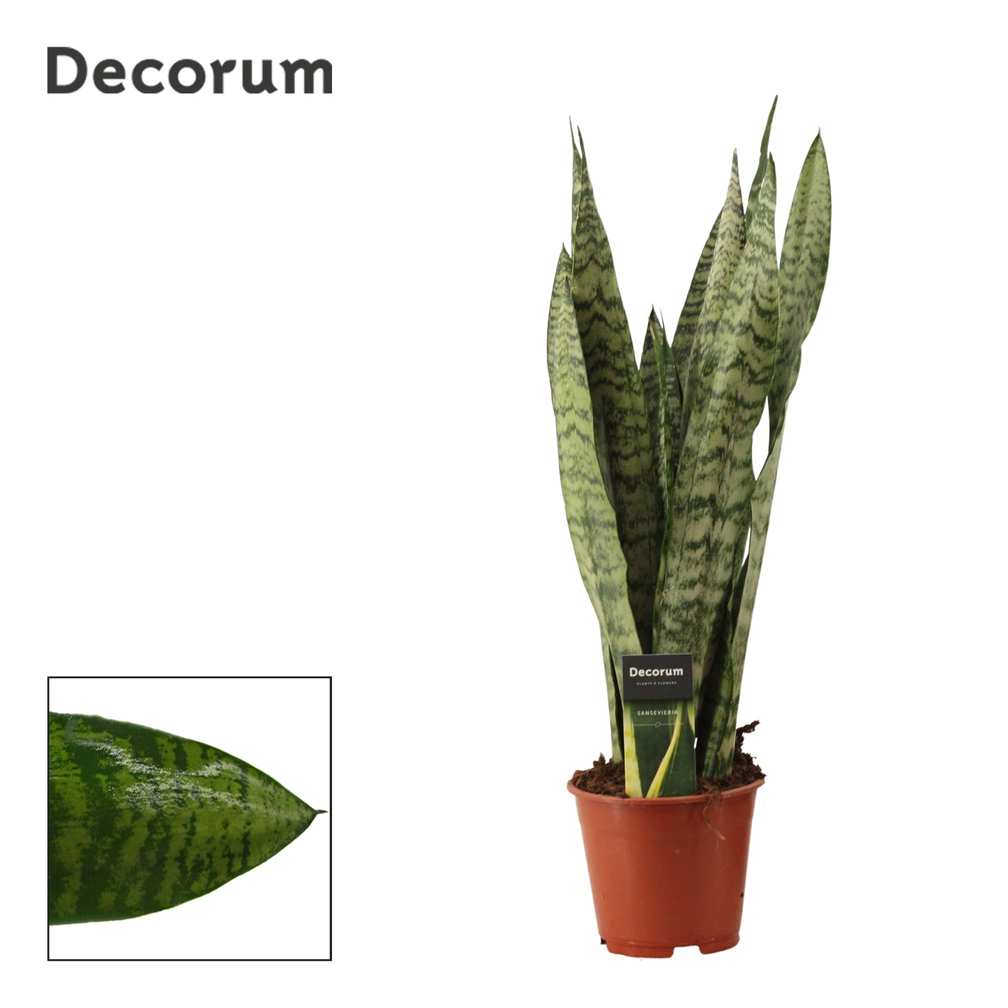 Sansevieria Zeylanica 45cm 14cm Pot