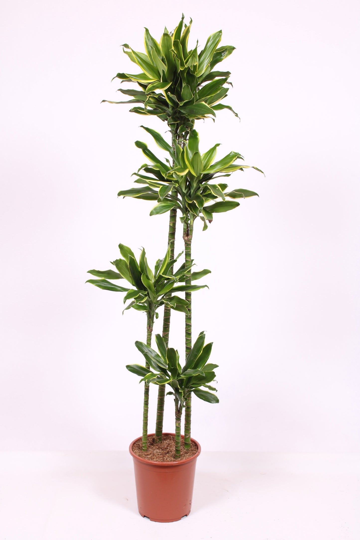 Dracaena fragrans Golden Coast 190cm 27cm Pot