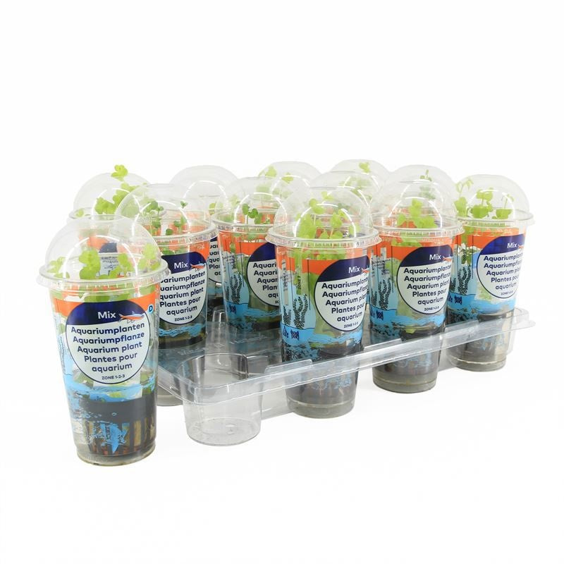 Waterplkw R. Moerings Lysimachia hybrid Pack of 12