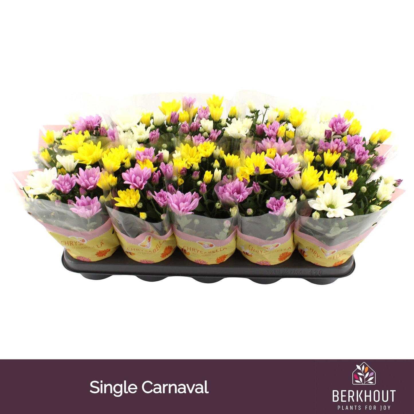 Chrysanthemum carnaval mix 26cm 12cm Pot
