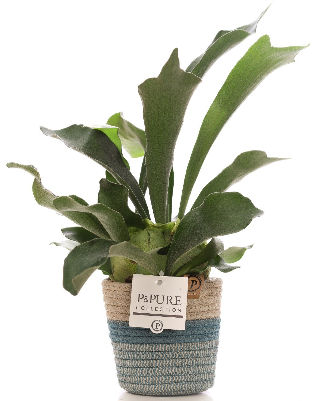 Platycerium bifurcatum 40cm 12cm Pot