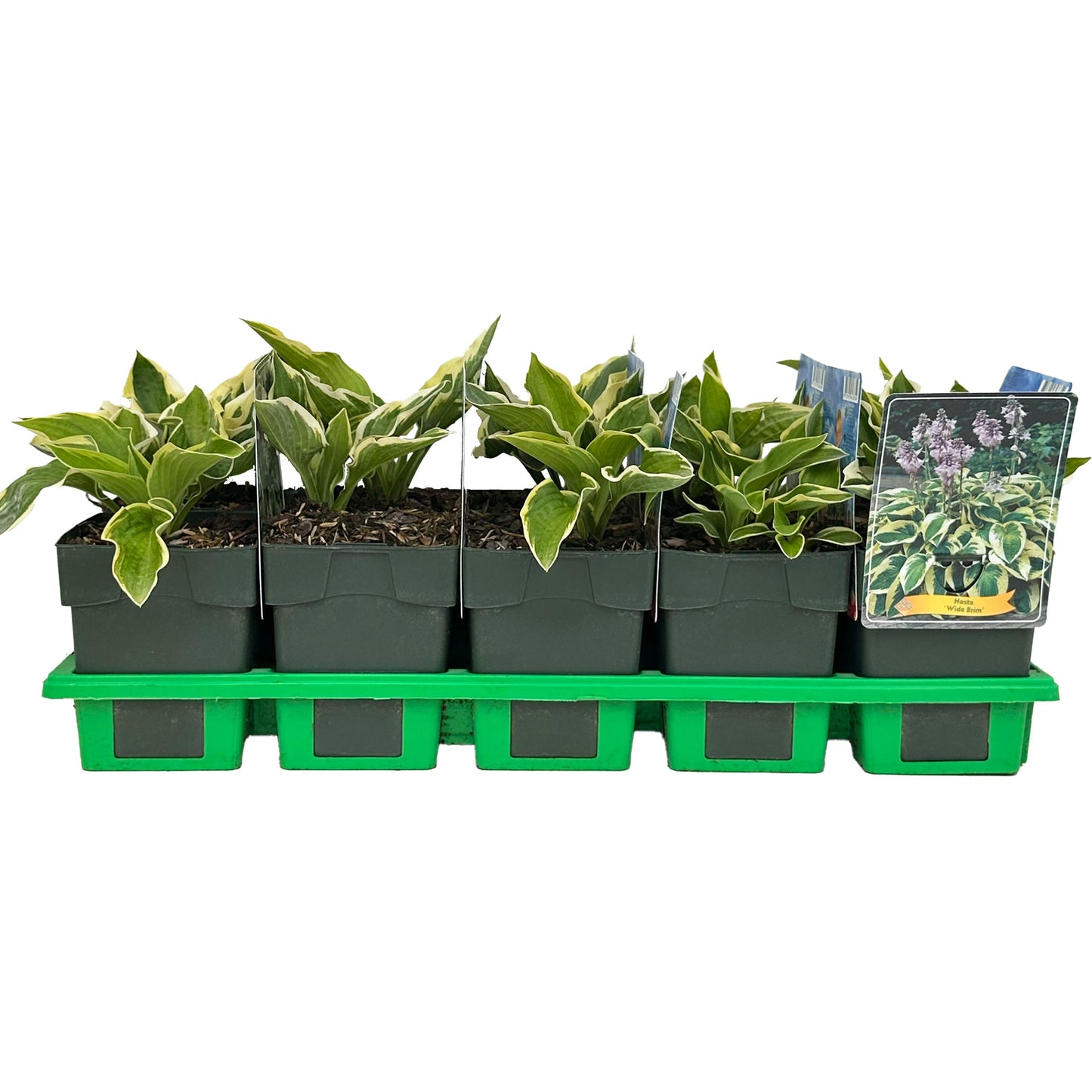 Hosta Wide Brim 25cm 11cm Pot