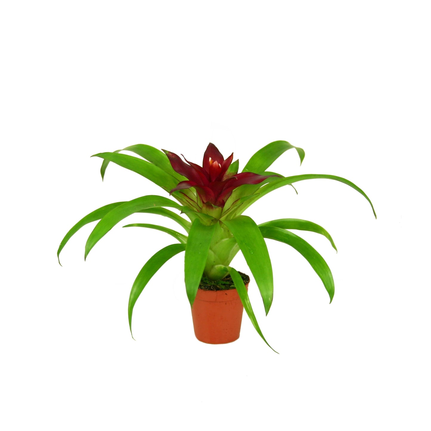 Guzmania Intro 15cm 505cm Pot