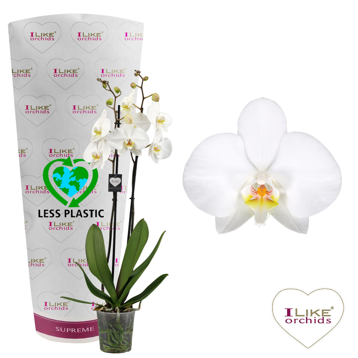 Phalaenopsis Leeds 65cm 12cm Pot